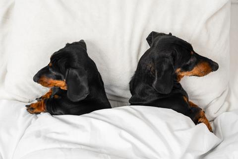 Two dogs face away from eachother as they lie tucked up in bed